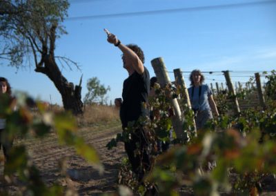 Visita al viñedo. enoturismo en La Mancha