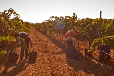 Tinedo: Viticultura sostenible, vendimia