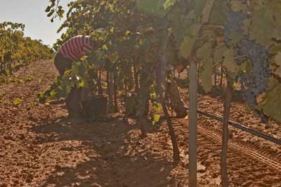 Tinedo: Viticultura sostenible, vendimia